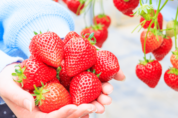 いちご品種入れ替え総選挙 2026 特設ページへ