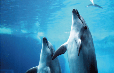 名古屋港水族館