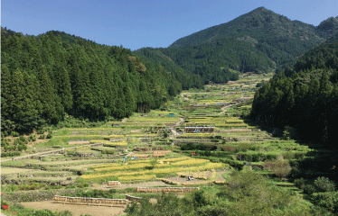 四谷千枚田